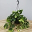 Picture of Philodendron scandens Brasil