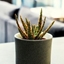 Picture of Aloe zebrina Dannyz
