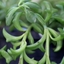 Picture of Senecio peregrinus