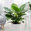 Picture of Philodendron Imperial Green