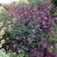 Picture of Verbena officinalis var. grandiflora Bampton