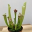 Picture of Sarracenia leucophylla