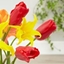 Picture of Tulipa Red Proud