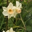 Picture of Narcissus Bell Song