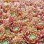 Picture of Sempervivum (Chick Charms®) Cinnamon Starburst