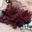Picture of Sempervivum (Chick Charms®) Chocolate Kiss