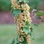 Picture of whitecurrant Versailles Blanche