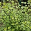 Picture of Pittosporum tenuifolium Tandara Gold
