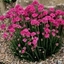 Picture of Armeria maritima Düsseldorfer Stolz