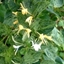 Picture of Lonicera japonica Mint Crisp (PBR)