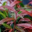 Picture of Leucothoe keiskei Burning Love ('Opstal 50') (PBR)
