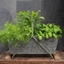 Picture of Portable planting trough - crocus green frame