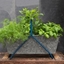 Picture of Portable planting trough - tealy blue frame