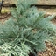 Picture of Chamaecyparis lawsoniana Pembury Blue