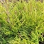 Picture of Juniperus × pfitzeriana Old Gold