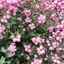 Picture of Symphoricarpos Magical Candy ('Kolmcan') (PBR)