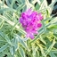 Picture of Armeria maritima Nifty Thrifty