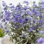 Picture of Caryopteris × clandonensis Sterling Silver ('Lissilv') (PBR)