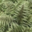 Picture of Athyrium niponicum var. pictum Red Beauty