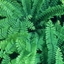 Picture of Adiantum aleuticum Imbricatum