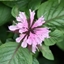 Picture of Monarda Beauty of Cobham