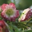 Picture of Helleborus × hybridus Harvington double blush