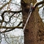 Picture of Kent and Stowe telescopic tree lopper 3 metres