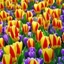Picture of Tulipa Stresa
