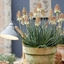 Picture of Aloe Safari Sunrise ('X5') (PBR)