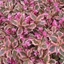 Picture of Weigela florida Monet ('Verweig') (PBR)