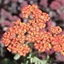 Picture of Achillea Walther Funcke