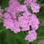 Picture of Achillea millefolium Lilac Beauty