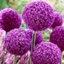 Picture of Allium Ambassador 'XXL bulb'