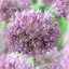Picture of Allium stipitatum