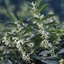 Picture of Sarcococca hookeriana var. humilis
