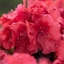 Picture of Rhododendron Orange (PBR) (Evergreen Series)