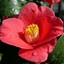 Picture of Camellia japonica Adeyaka