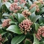 Picture of Skimmia japonica Pink Dwarf ('Moerings 47') (PBR)