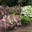 Picture of Helleborus × hybridus