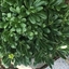 Picture of Pittosporum tobira Nanum