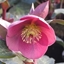 Picture of Helleborus (Rodney Davey Marbled Group) Pippa's Purple ('Rd09')