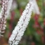 Picture of Actaea simplex Atropurpurea Group