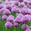 Picture of Allium schoenoprasum