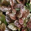 Picture of Ajuga reptans Atropurpurea