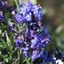 Picture of Anchusa azurea Dropmore