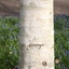 Picture of Betula utilis var. jacquemontii