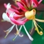Picture of Lonicera periclymenum Belgica