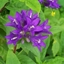 Picture of Campanula glomerata Superba
