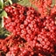 Picture of Pyracantha Saphyr Rouge ('Cadrou')
