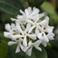 Picture of Trachelospermum jasminoides